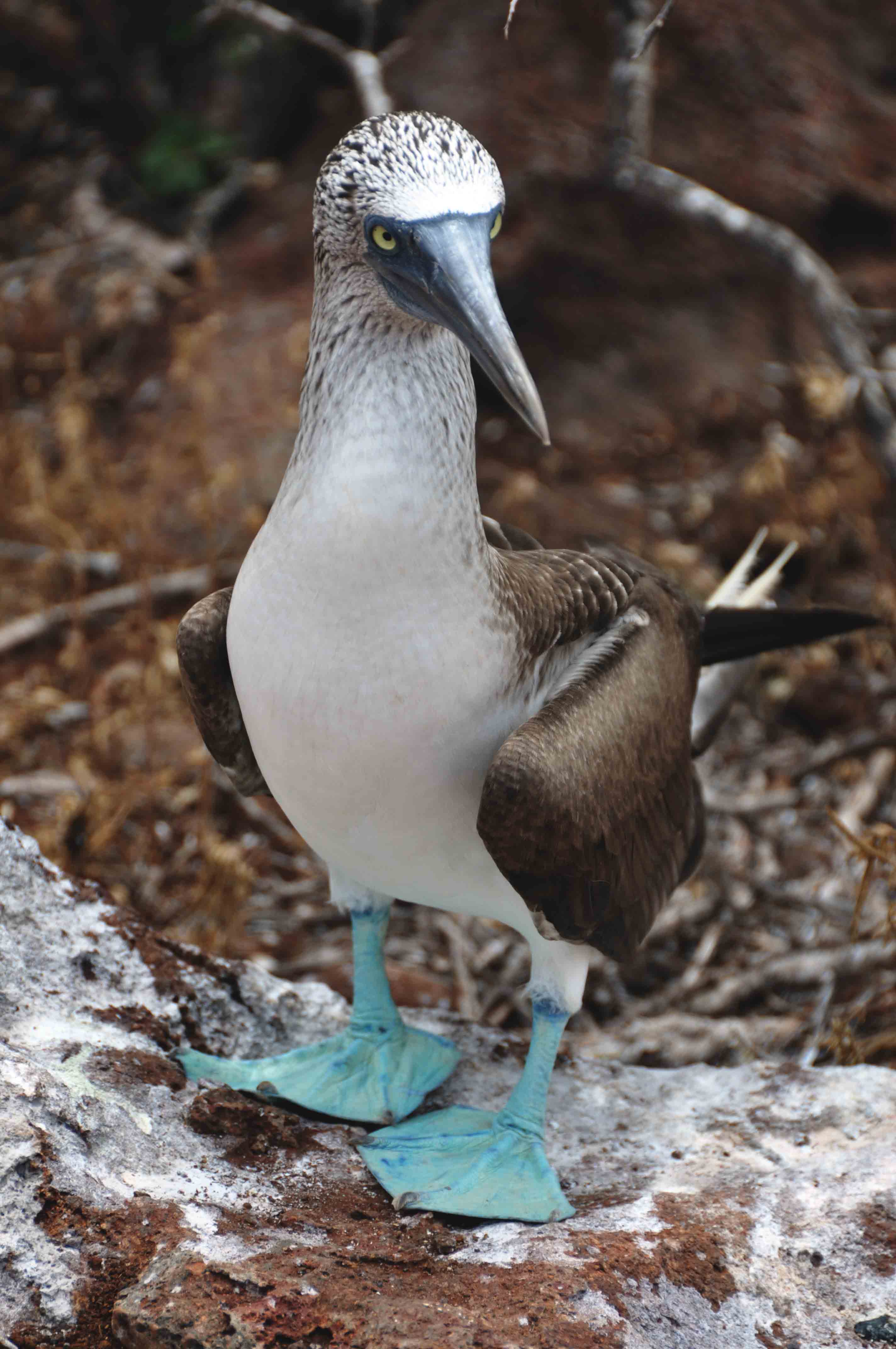 Blue Footed Booby, Galapagos Islands